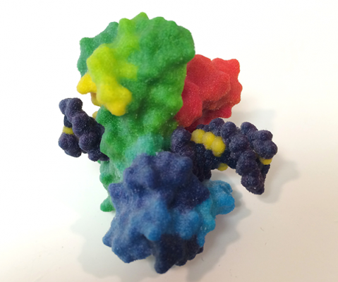 three-dimensional image of a topoisomerase break in over-twisted DNA
