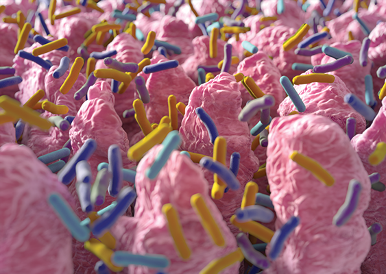 Digital illustration of microbes in the gut.