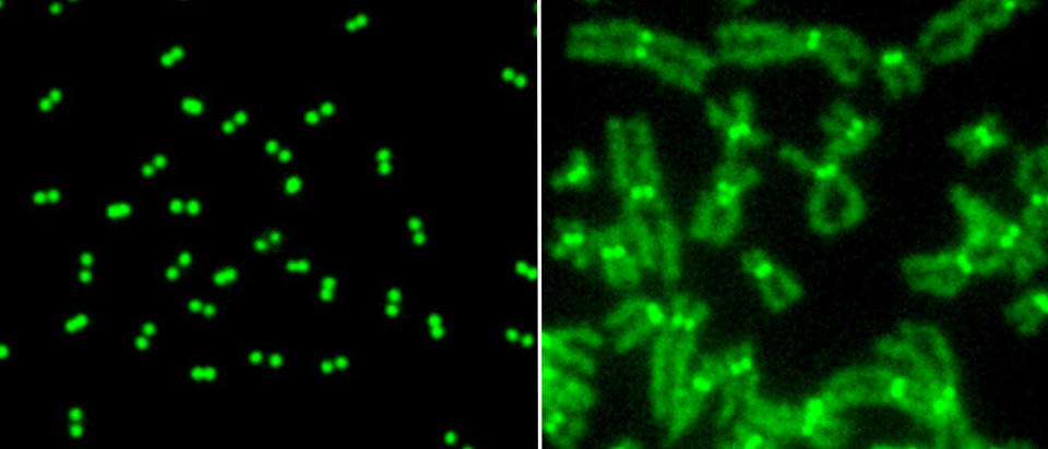 DNAJC9-depleted cells