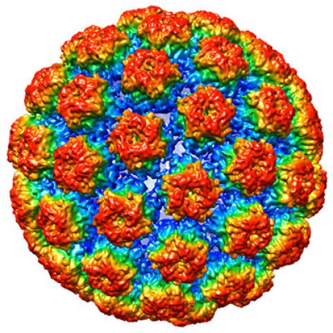 HPV structure