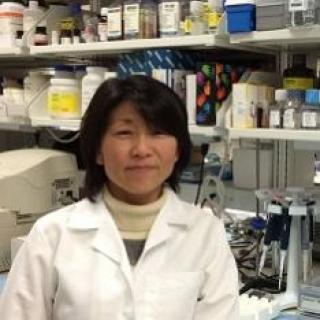 Noriko Sato, M.D., Ph.D.
