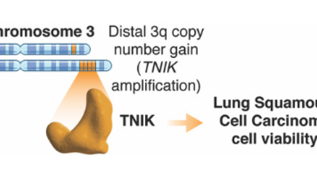 Proposed model on how amplified TNIK contributes to LSCC progression