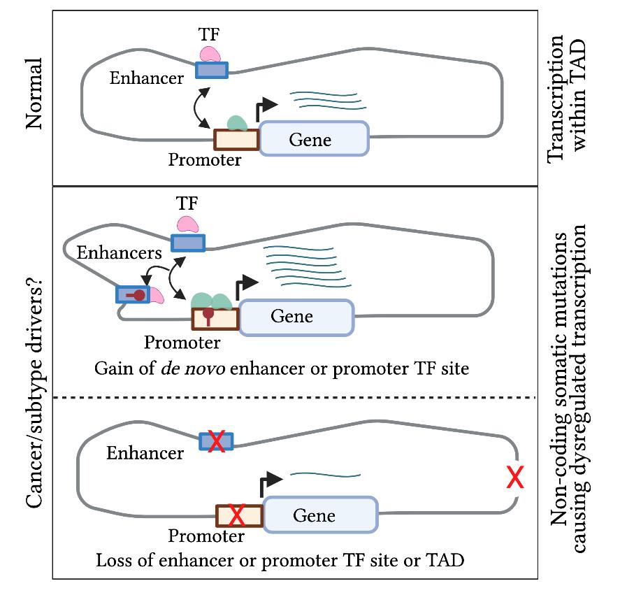 Fig. A:  Pre-transcriptional regulation