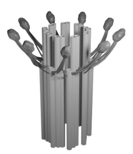 Centriole with distal appendages-model