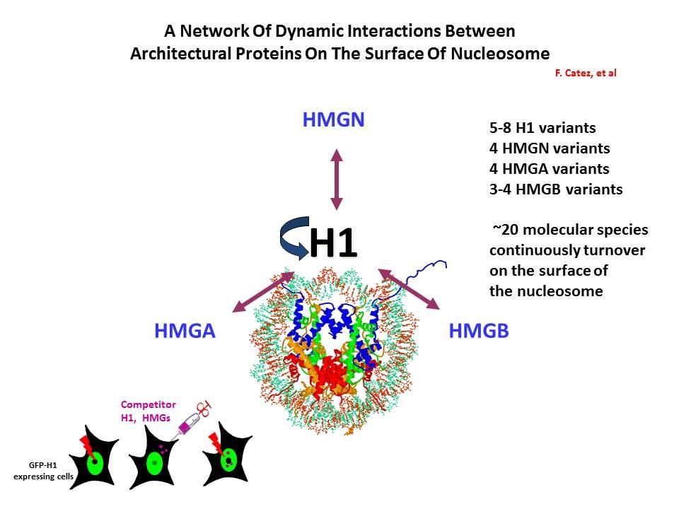 A network of dynamic interactions between architectural proteins on the surface of nucleosome