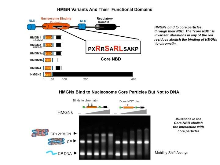 HMGN Variants and Their Functional Domains