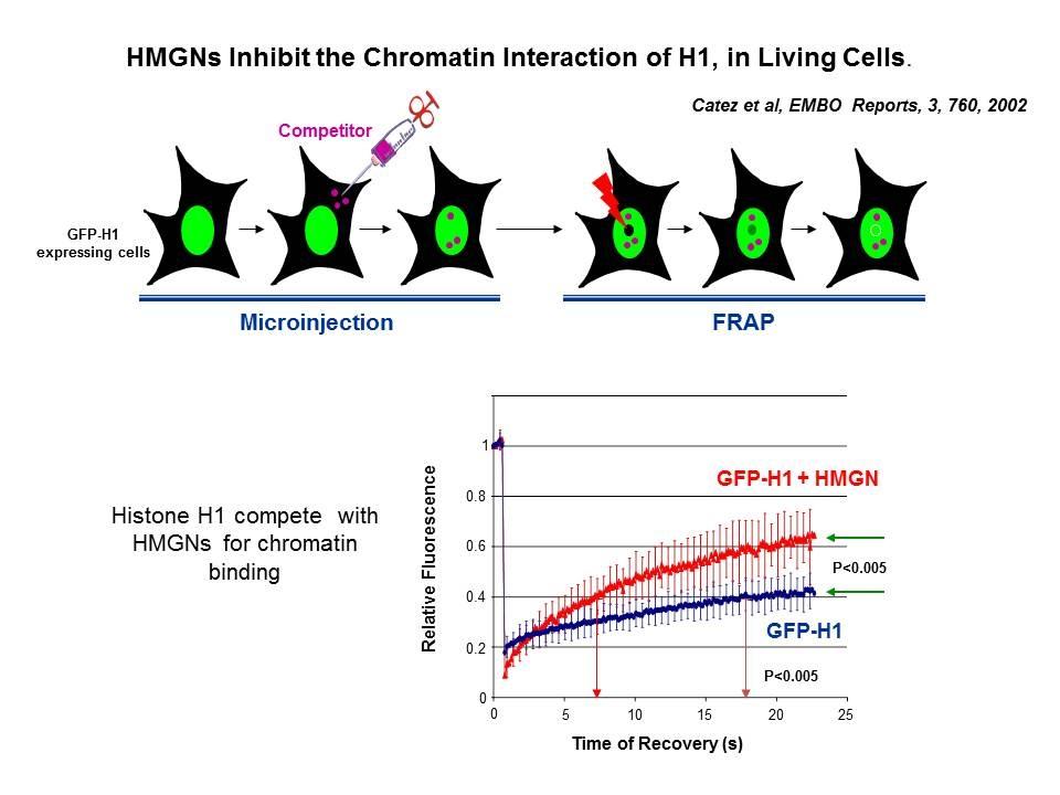 HMGNs inhibit the chromatin interactions of H1