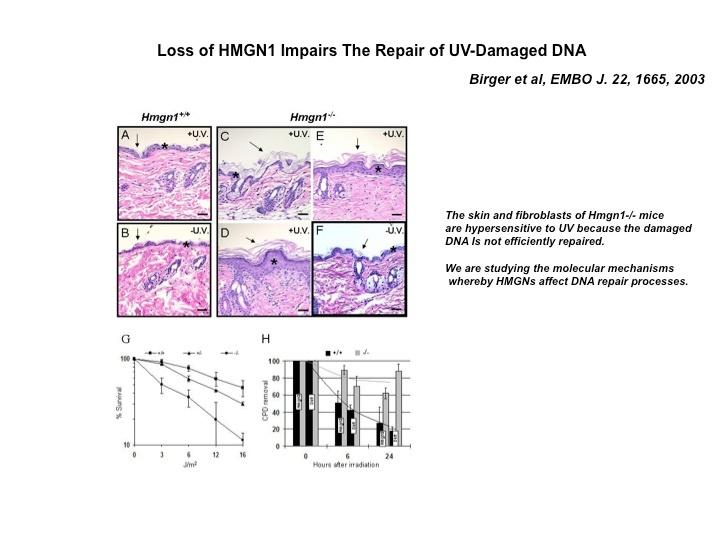 Loss of HMGN1 impairs the repair of UV-damaged DNA.