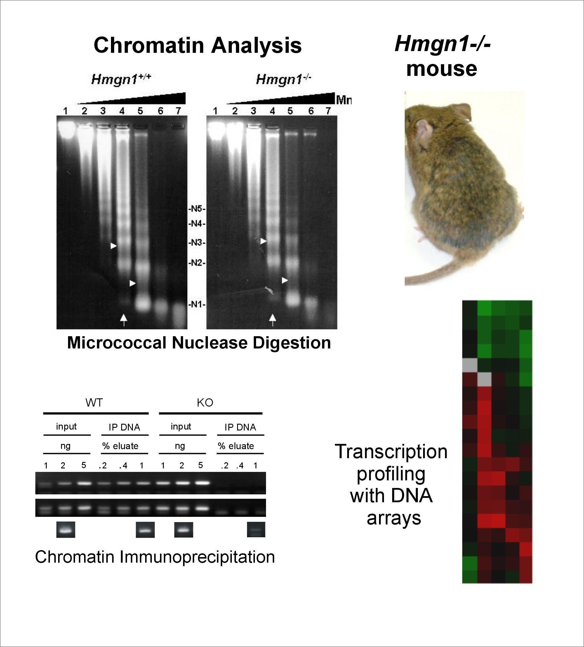 Chromatin analysis of mice