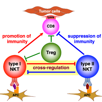 Diagram showing two types of natural killer T-cells