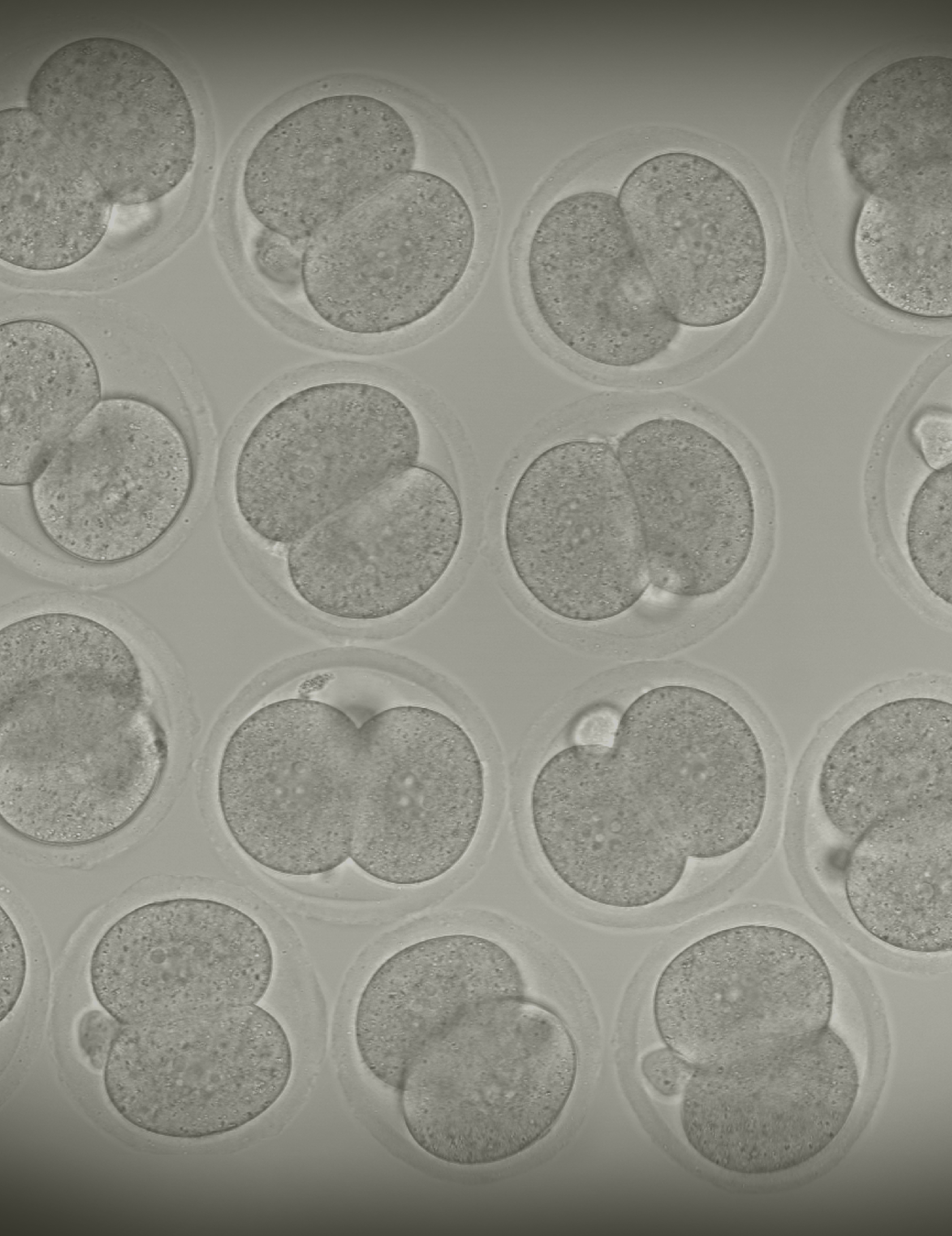 This image shows a collection of mouse embryos at the 2-cell stage.