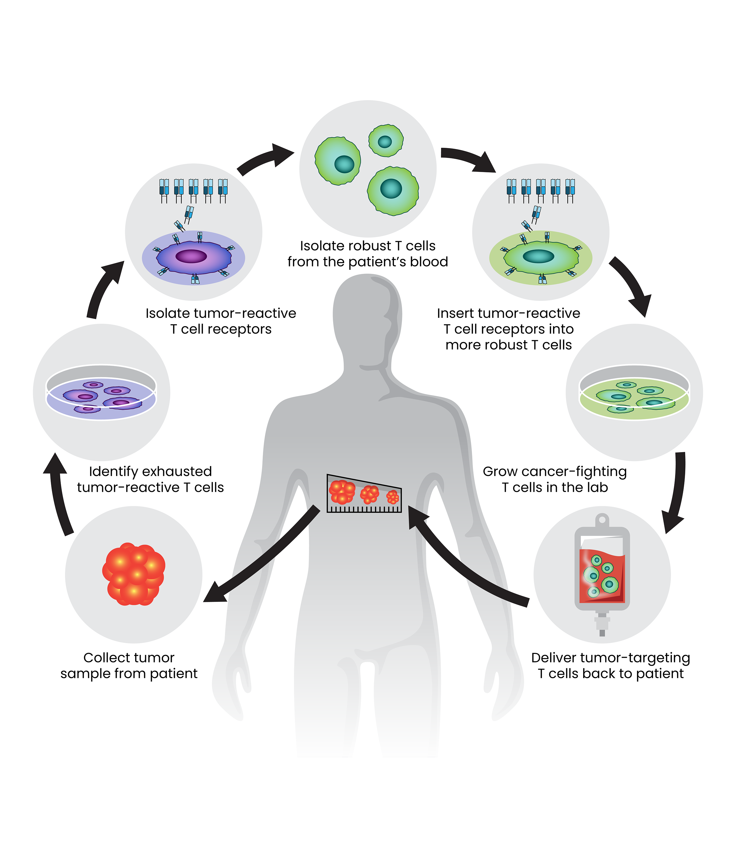 A figure illustrating a new approach to cellular immunotherapy.