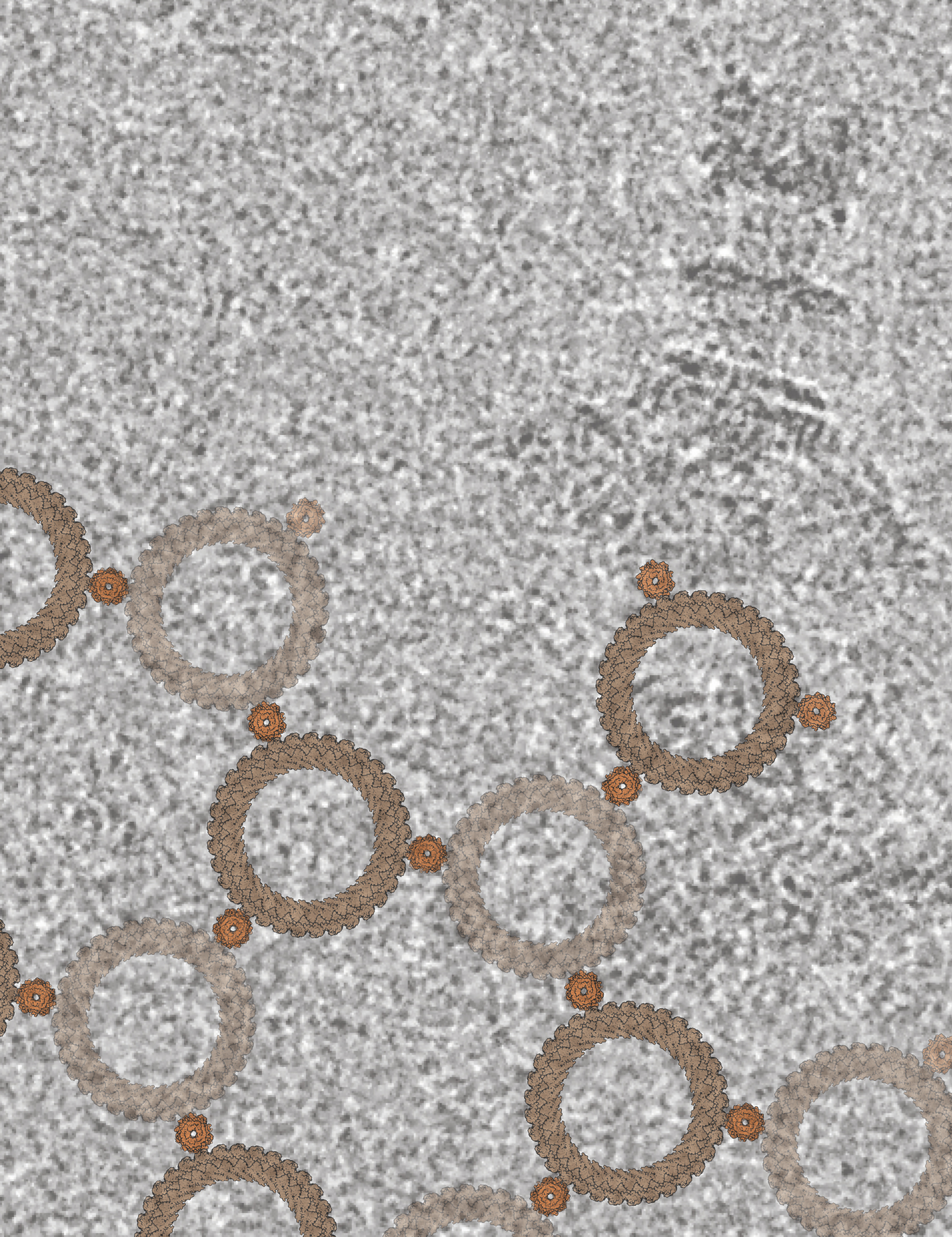 The background shows a field of view from a cryo-electron microscopy-generated micrograph with a single Salmonella flagellar basal body — the flagellar motor — visible in the top right (darker gray). Overlayed on the image is a lattice created from atomic models of the C-ring (larger ring in tan) and the stator (smaller ring in orange), which are responsible for driving the rotation of bacterial flagella.