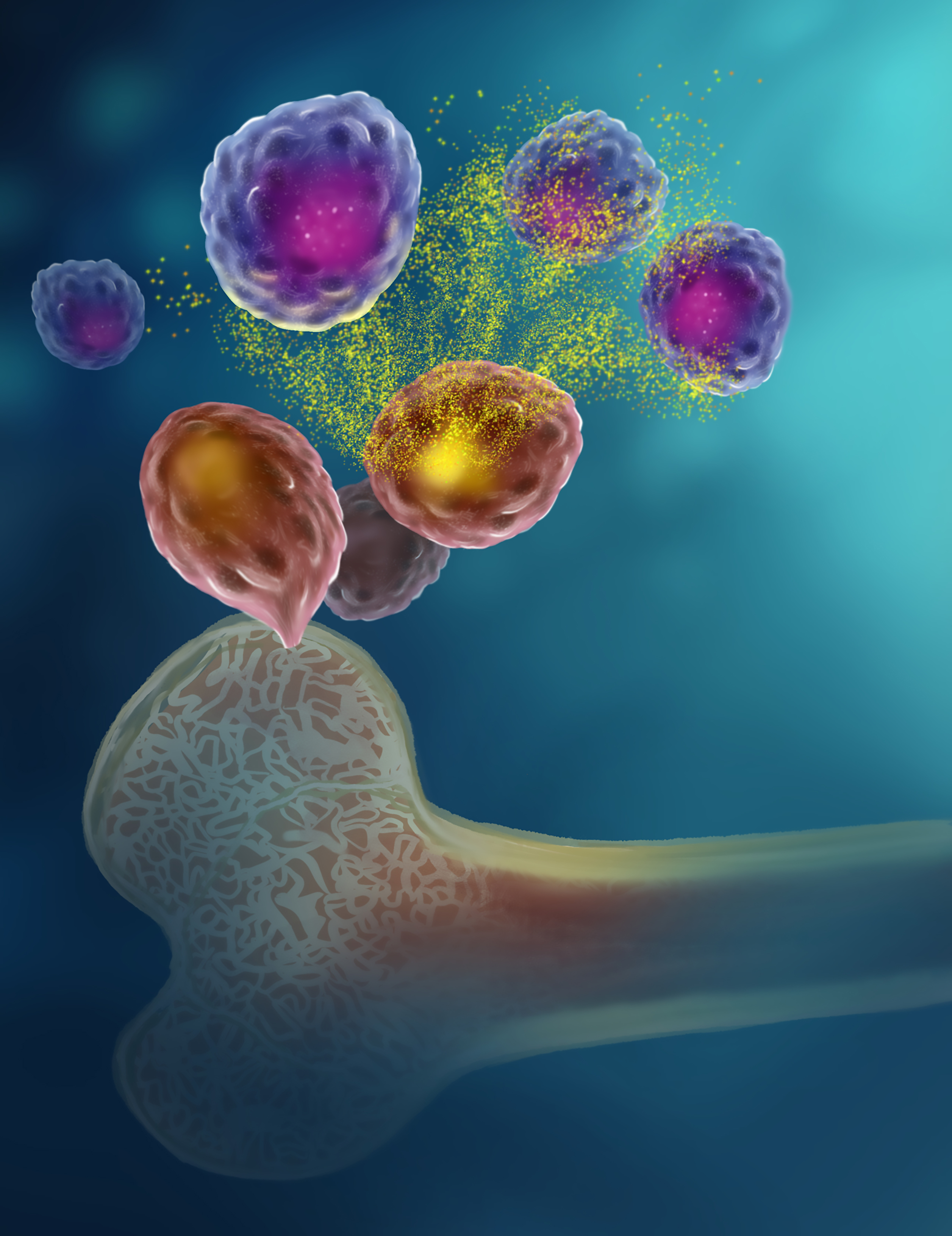 Bone marrow cells (pink) release the energy molecule ATP (yellow), and a protein on the surface of plasma cells (purple) allows the cells, including long-lived plasma cells, to pick up and respond to the ATP.