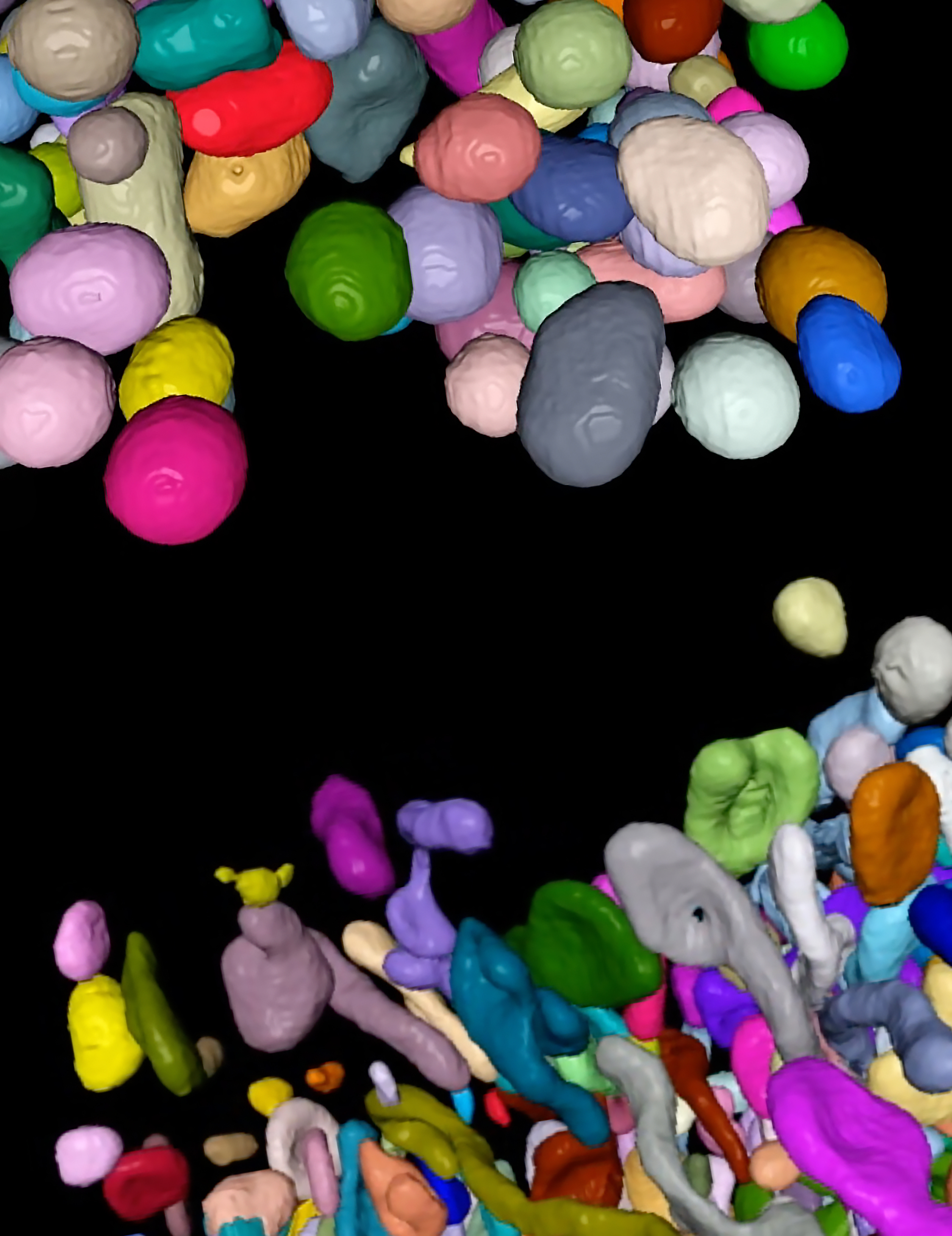 At the top of this image is a depiction of mitochondria from liver cells at the edges of liver lobules. These mitochondria typically have access to nutrient-rich blood and convert some of these nutrients to energy. At the bottom is a depiction of mitochondria from liver cells closer to the center of liver lobules. These mitochondria focus on equipping cells to synthesize lipid molecules for later use.