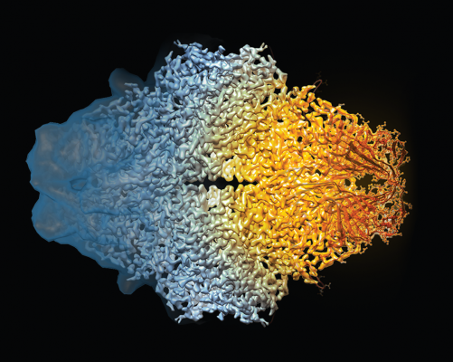 Composite image of the beta-galactosidase molecule