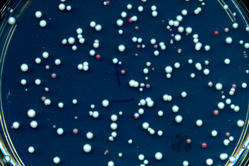 Uniparental disomy has occurred in the red and pink yeast colonies but not in the white colonies.