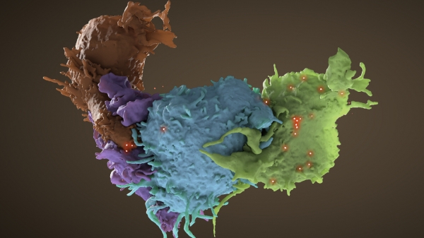 An HIV-infected T cell (blue, green) interacts with an uninfected cell (brown, purple).