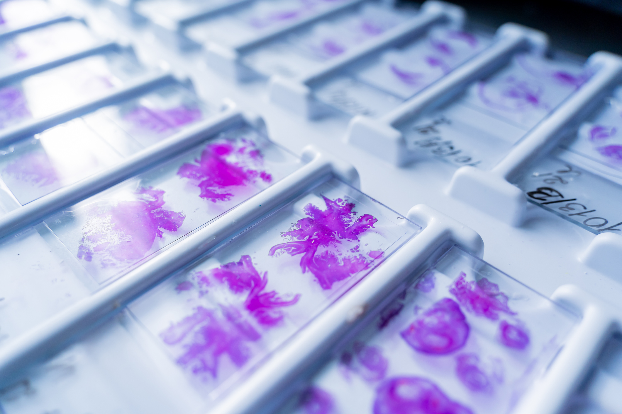 Rows of glass microscope slides with purple-dyed cells