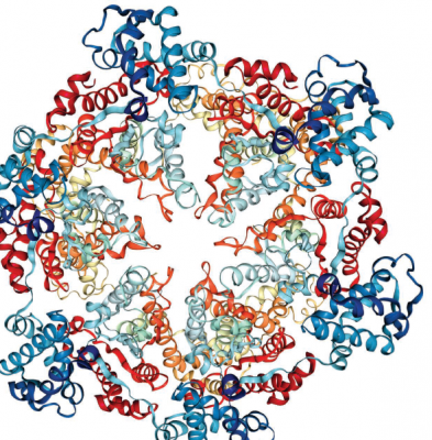 a proteosome is a large, barrel-shaped complex with protein-degrading enzymes in its core
