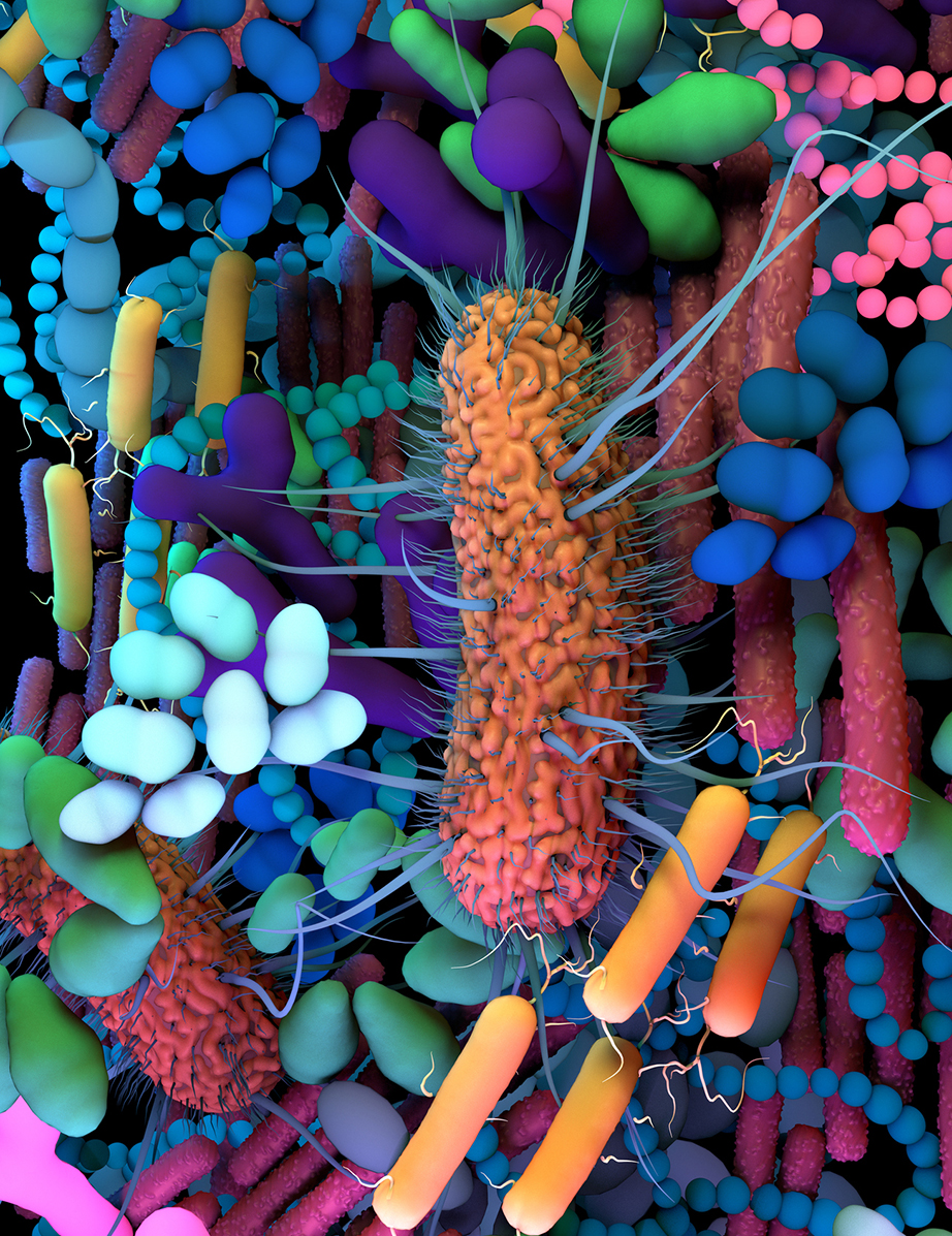Better Microbes, Better Immunotherapy - Illustration of gut microbes