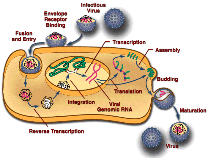 Figure 1. A diagrammatic representation of the retroviral life cycle.