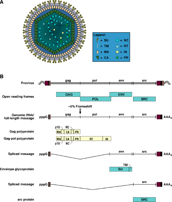 Figure 2. Diagrammatic representation of a mature Rous sarcoma virus (RSV) virion.