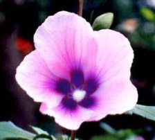 flower 1