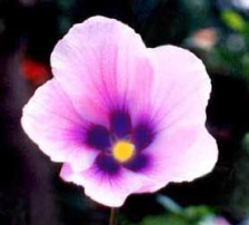 flower 2
