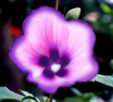 flower 3