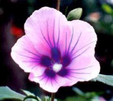 flower 5