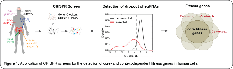 Figure 1:  Application of CRISPER screens for the detection of core- and context-dependent fitness genes in human cells.