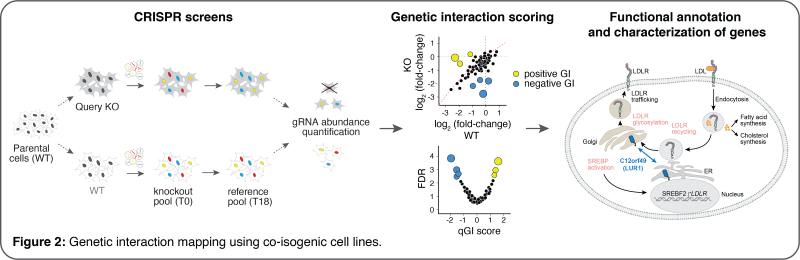 Figure 2: Genetic interaction mapping using co-isogenic cell lines.