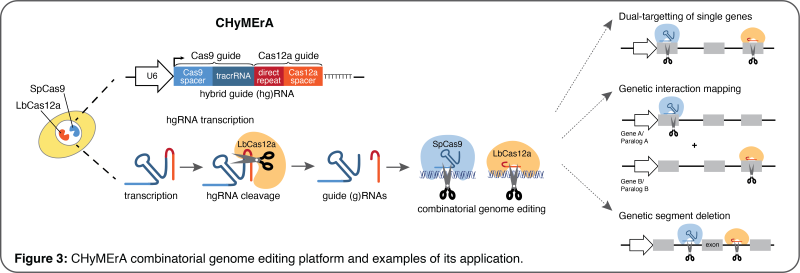 Figure 3: CHyMErA combinatorial genome editing platform and examples of its application.