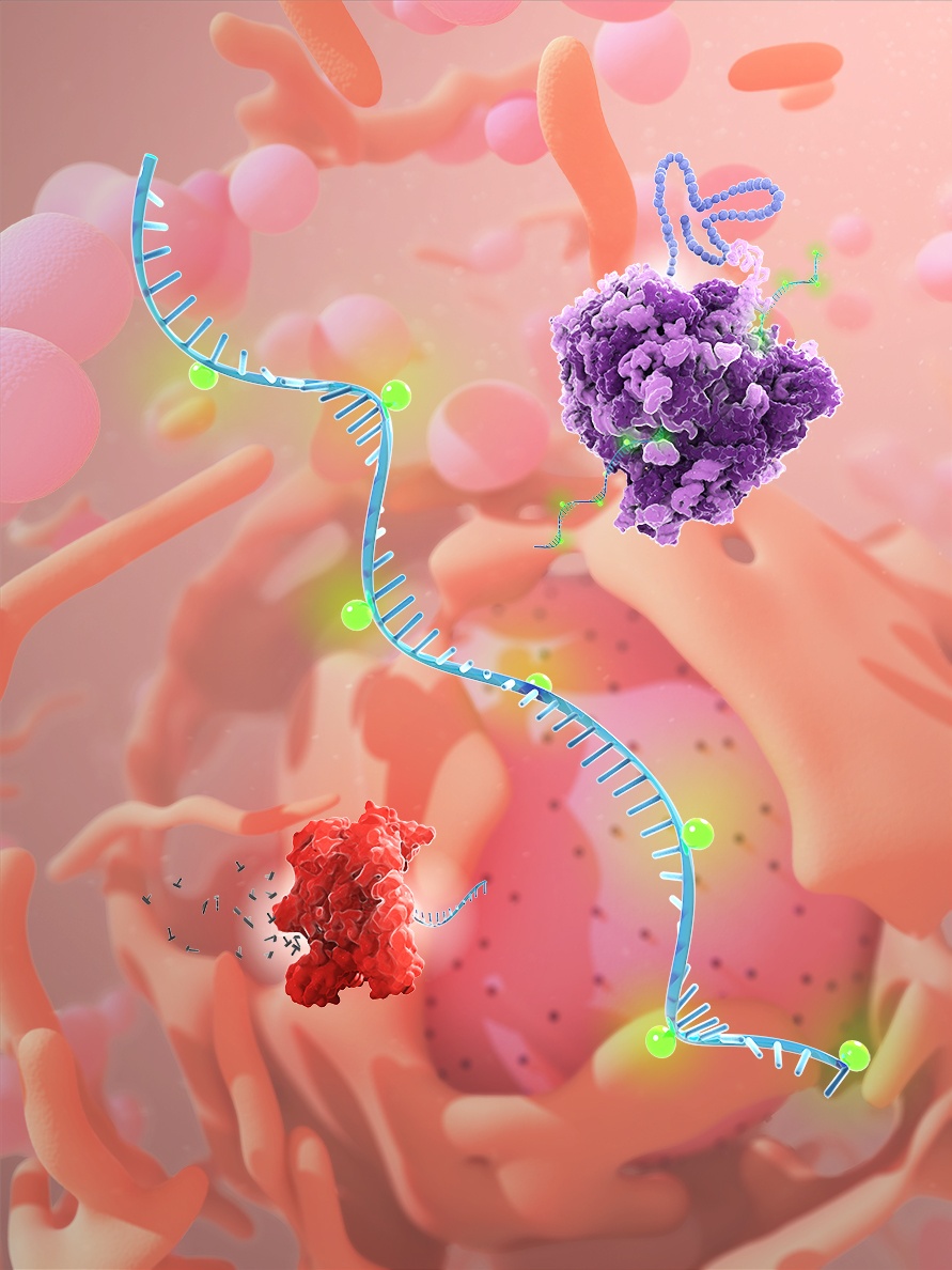 Super-charging Messenger RNA