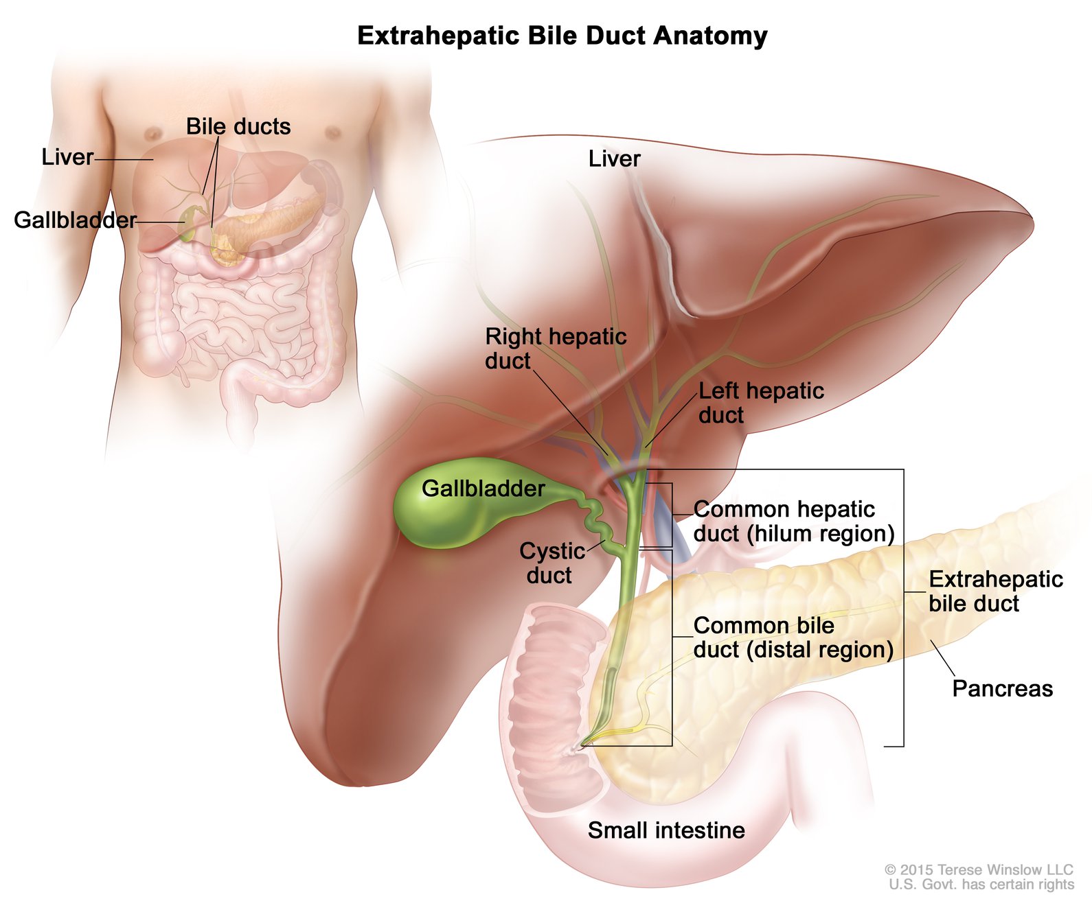 new-study-tests-drug-combination-for-treatment-of-biliary-tract-cancer