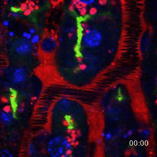 This video shows tissue dynamics across scales: from organelles to organ as seen by Intravital imaging of the mouse liver. Vasculature (red), Nuclei (blue), bile canaliculi (green). 