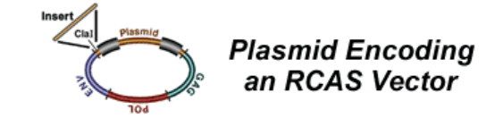 Diagram of a plasmid encoding an RCAS Vector