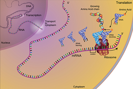A novel mRNA modification may impact the human genetic code | Center for  Cancer Research - National Cancer Institute