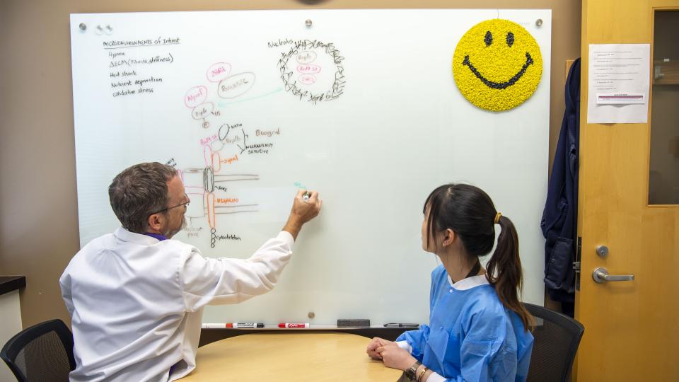 Scientist writing on whiteboard with trainee
