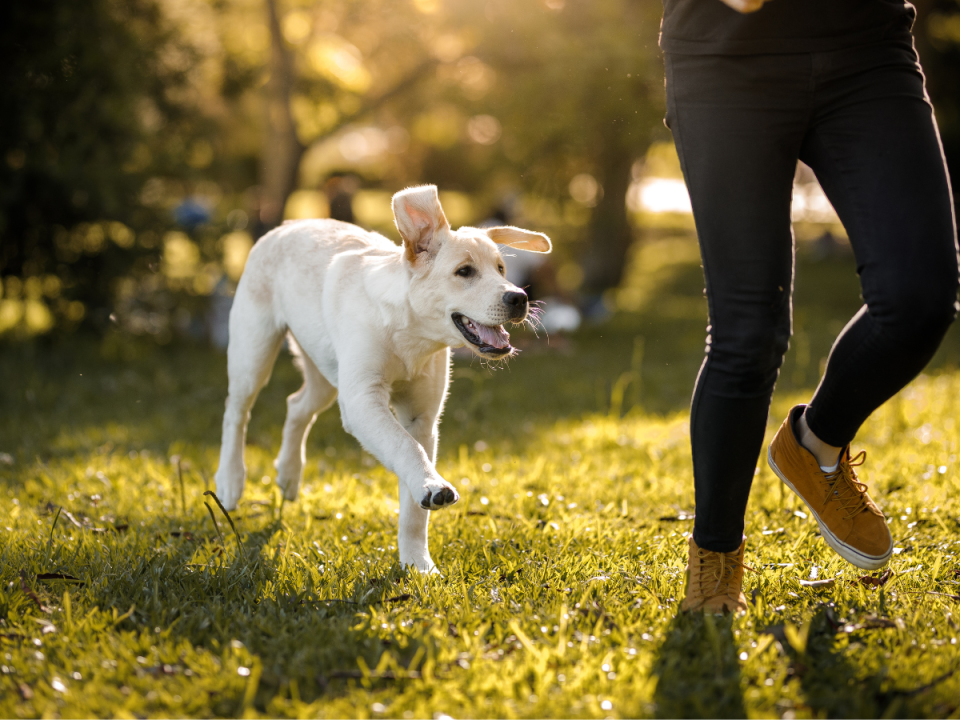 Dog running beside a person