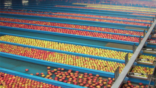 Apples in a sorting line