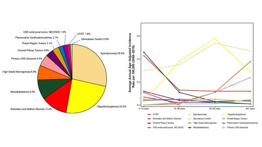 1. Pie chart showing the distribution of newly diagnosed cases by tumor type: Gliomatosis Cerebri, AT/RT, Primary CNS Sarcoma, CNS embryonal tumor, NEC/NOS; Pleomorphic Xanthoastrocytomas; Pineal Region Tumors; Choroid Plexus Tumors; Brainstem and Midline Gliomas; High Grade Meningiomas; Medulloblastoma; Oligodendrogliomas; Ependymomas. 2. A line graph with Average Annual Age-Adjusted Incidence Rate per 100,000(2008-2019) on the Y axis and years 0-65+ on the X axis.