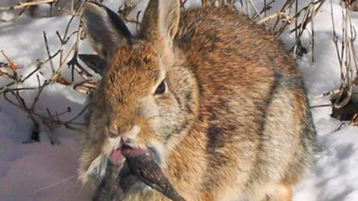 This rabbit is infected with CRPV, causing protrusions resembling horns to grow from its face.