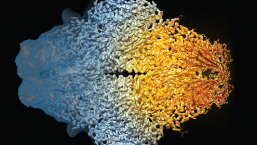 composite image of the beta-galactosidase molecule 