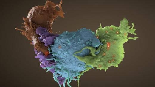 HIV-infected cell interacting with uninfected cell