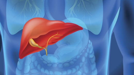 illustration of the human liver