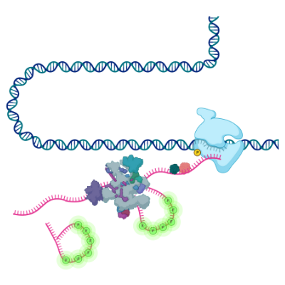 Live-cell imaging reveals variability in RNA processing | Center for ...