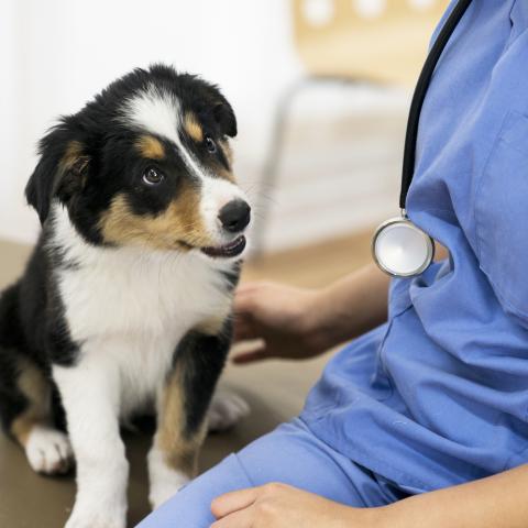 Doctor with puppy