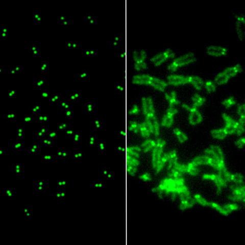 DNAJC9-depleted cells